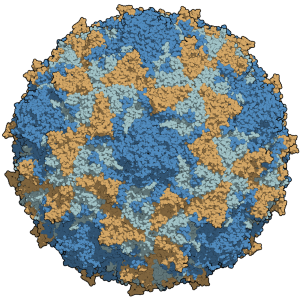 Manuel Almagro Rivas - Own work Type 3 poliovirus capsid, colored per chains. Source: Structural factors that control conformational transitions and serotype specificity in type 3 poliovirus. Filman, D.J., Syed, R., Chow, M., Macadam, A.J., Minor, P.D., Hogle, J.M. (1989) EMBO J. 8: 1567-1579. Available at: http://www.rcsb.org/pdb/explore/explore.do?structureId=2PLV [Checked on 26 Apr. 2016] Image created using QuteMol and GIMP.