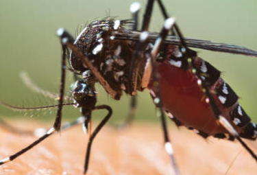 mosquit
