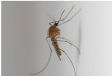 imatge-culex-pipens