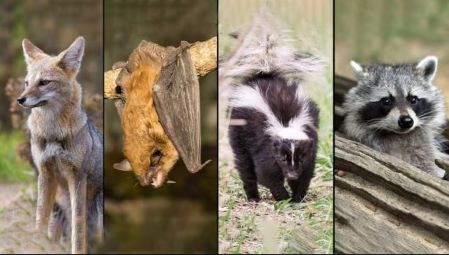 Imatge de diferent mamífers que són portadors del virus de la ràbia
