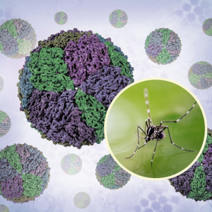 Mosquit Aedes i micrografia electrònica de transmissió acolorida de partícules del virus del dengue (groc/vermell). Se sap que els mosquits Aedes transmeten el virus del dengue. Fotografia del NIAID; micrografia cortesia dels CDC; coloració de la micrografia i efectes visuals del NIAID. Crèdit: CDC i NIAID