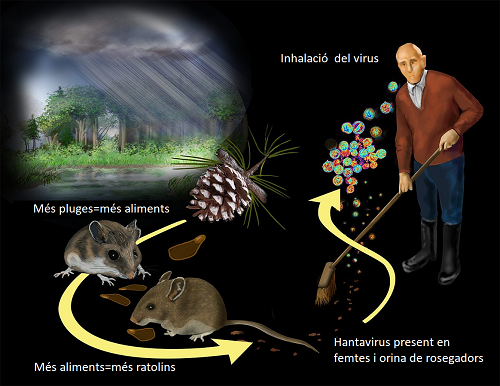 Notificat un cas d’infecció per Hantavirus transmès per rosegadors en el Berguedà