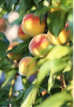 imatge d'un preseguer amb fruïts
