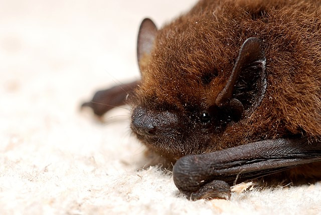 Eviteu tocar ratpenats i animals salvatges per risc de ràbia