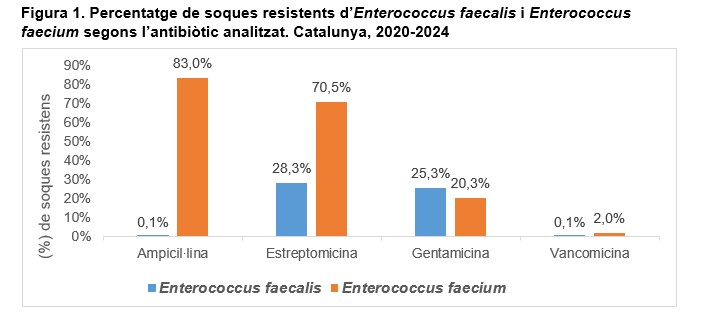 enterococus faecalis