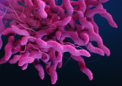 imatge Campilobacter Jejuni