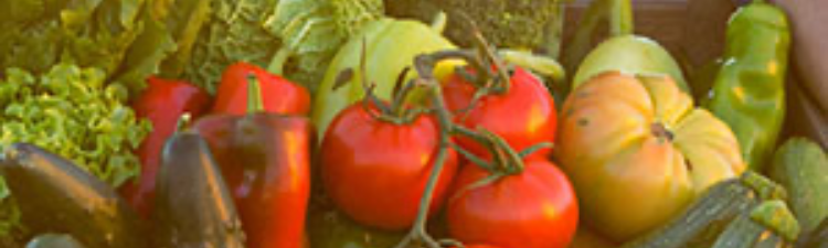 La dieta mediterrània tradicional, pròpia de la nostra terra, es compon sobretot d’aliments d’origen vegetal, que són els més habituals i abundants en el consum diari; en concret, les hortalisses se situen a la base de la piràmide de l’alimentació saludable, i es recomanen en tots els àpats principals (com a mínim, en el dinar i el sopar).