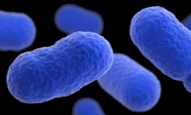 Imatge en 3D d'un grup de bactèries listeria monocytogenes. 