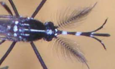 Mosquit tigre