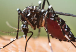 S’activen els protocols de arbovirosis
