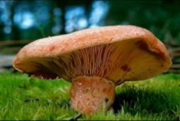 Menja bolets amb seguretat: no t’arrisquis!