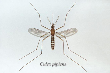 Mosquit comú