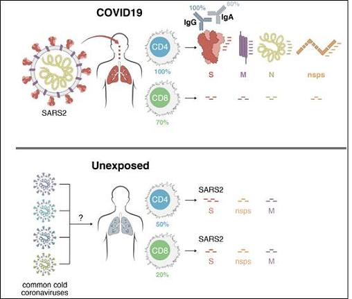 immunitt