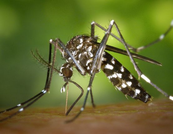 Mosquit tigre